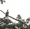 015 LOANGO 2 Akaka Riviere Rembo Ngove Nord Oiseau Aves Palmiste Africain Gypohierax angolensis 15E5K3IMG_106770wtmk.jpg